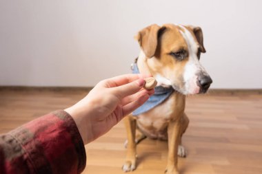 Eğitimli akıllı köpek insan yiyeceğini reddediyor. Sahibi, kapalı alandaki bir teriyer köpeğine ikramda bulunuyor.
