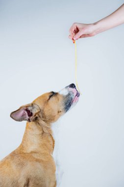 Komik köpek kapalı gözlerle spagetti yiyor. Statfordshire teriyeri köpeğine yemek (pasta) ikram etmek.