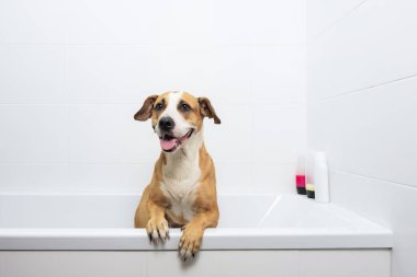 Küvette yıkanmayı bekleyen sevimli bir köpek gibi. Evcil hayvanlar banyo konsepti: Minimalist bir tuvalette sadık bir staffordshire terrier köpeği