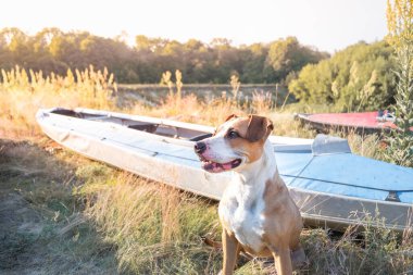 Bir köpek güzel bir akşam ışığında kano botlarının önünde oturur. Evcil hayvan konseptiyle aktif dinlenme: Amerikan personeli teriyeri kayak nehri gezisinde.