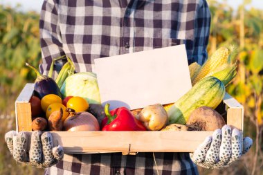 Doğal organik sebzelerle dolu bir kutu tutan dişi çiftçi. Taze sebzeli ve tarlada boş tabelalı bir kadın..