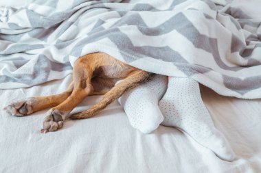 Battaniyeden sarkan insan ve köpek bacakları. Uyuyakalma, tembellik konsepti: evcil hayvan ve insanın rahat ve temiz bir yatakta birlikte dinlenmesi