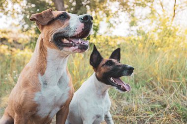 Dışarıda iki komik köpek, en iyi tüylü arkadaşlar. Staffordshire Teriyeri ve Pürüzsüz Tilki Teriyeri yaz günü çimlerde oturur.