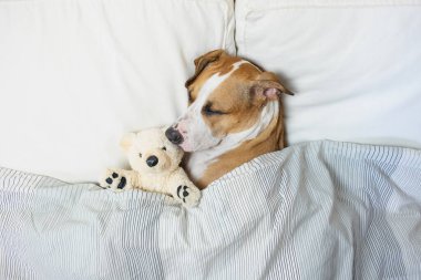 Yumuşak bir oyuncak ayıyla yatakta uyuyan sevimli bir köpek. Staffordshire Teriyer köpeği evdeki temiz beyaz yatak odasında dinleniyor.