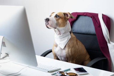 Şirin köpek modern bir iş yerinde ofis sandalyesinde oturuyor. Evcil hayvan konseptiyle çalışmak: Masaüstü bilgisayarının önünde duran bir teriyer köpeği.
