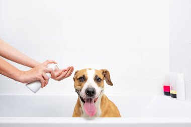 Komik şirin köpek banyo yapıyor. Evde evcil hayvanlara bakmak: Eğitimli itaatkar personel teriyeri beyaz bir küvette oturur,