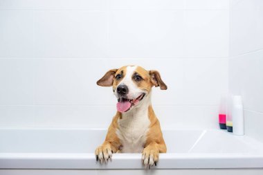 Şirin köpek küvette oturup yıkanmayı bekliyor. Evcil hayvanlar banyo konsepti: Sadık Stadyumu teriyer köpeği minimalist bir tuvalette poz veriyor.