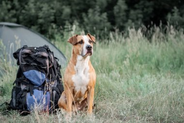 Bir köpekle sırt çantasıyla yürüyüş: Personelfordshire Teriyeri kamp alanında bir turist sırt çantasının yanında oturur. Sevimli evcil köpek, doğada bir çadırın önünde büyük bir yürüyüş çantasının yanında oturur.