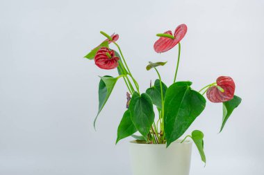 İzole edilmiş arka planda Antharium fabrikası. Tencerede güzel flamingo zambağı çiçekleri