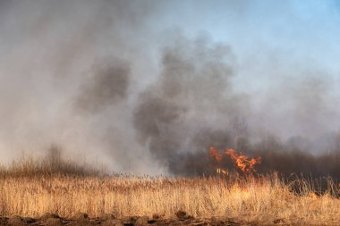 Vahşi ateş, bataklıkta yanan baston. Doğa felaketi: Göldeki kuru bataklık alev aldı.