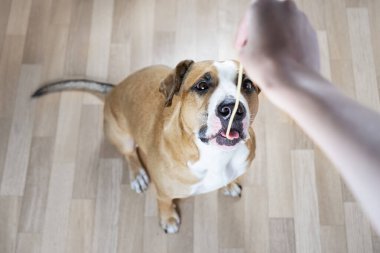 Köpek bir insandan spagetti alır. Personel teriyeri köpeğine insan yemeği (pasta) vermek, insanın bakış açısı.