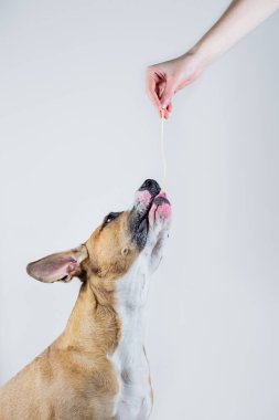 Köpek bir insandan spagetti alır. Stacfordshire terrier köpeğine insan yemeği (makarna) vermek, stüdyo çekimi