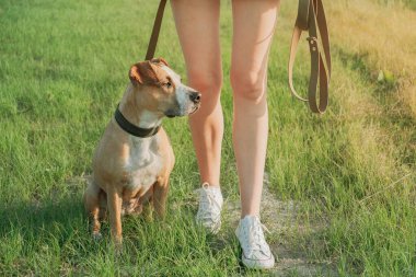 İtaatkar köpek sahibinin yanında oturur. Staffordshire Teriyeri ve tarlada ya da parkta bir kadın.