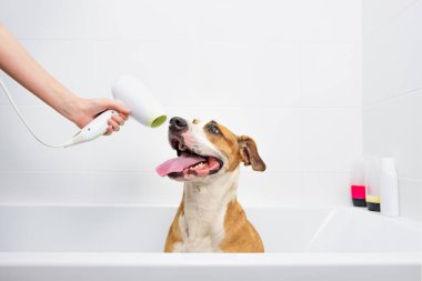 Komik şirin köpek banyo yapıyor. Evde evcil hayvanlara bakmak: Eğitimli itaatkar personel teriyer beyaz bir küvette oturur, köpeği kuru tutmak için bir saç kurutma makinesini tutar.