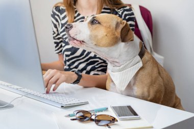 Evcil hayvan konseptiyle çalışmak: Ofisteki masaüstü bilgisayarının önünde bayan sahibi olan sevimli köpek. Staffordshire Teriyeri modern bir iş yerinde ofis koltuğunda oturuyor..