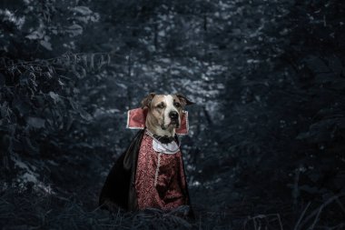 Cadılar bayramı için kostüm giymiş komik bir köpek. Karanlık mehtaplı ormanda Dracula vampiri gibi. Şirin, personfordshire teriyeri ormanda vurulan korkunç vampir kostümlü köpek yavrusu.