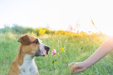 Köpek portresi, elinde bir güle bakıyor. İnsan, vahşi bir çiçeği koklaması için sevimli bir köpek yavrusu verir. Sahibi ve evcil hayvan bağı kavramı..