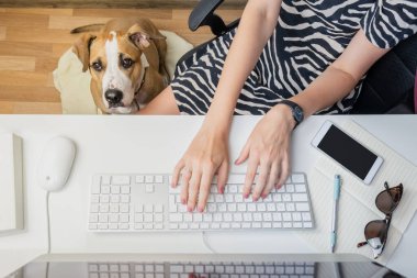 Evcil hayvan konseptiyle çalışmak: yanında köpek otururken bilgisayarın başında çalışan kadın. Ofisteki en iyi iş kadını manzarası ve ayaklarında bir teriyer köpeği.