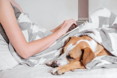 Yatakta vakit geçirmek, evden işe gitmek, rahat bir uyku konsepti. Kadın, sevimli bir köpekle yatağa uzanır ve dizüstü bilgisayarda çalışır ya da sörf yapar.