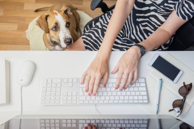 Evcil hayvan konseptiyle çalışmak: yanında bir köpekle masaüstü bilgisayarında çalışan kadın. Ofisteki en iyi iş kadını manzarası ve ayaklarında bir teriyer köpeği.