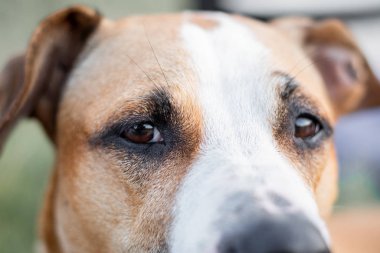 Gözlere odaklanmış bir köpeğin yakın plan portresi. Doğal koşullarda köpek gözünün makro görüntüsü, sığ alan derinliği