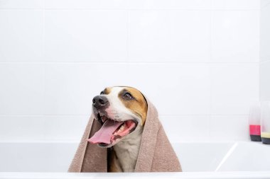 Havluya sarılı bir köpek portresi. Evcil hayvan konseptine banyo yaptırmak: beyaz minimalist banyo havlusuyla kaplı komik köpek