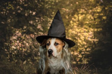 Cadılar bayramı için cana yakın orman cadısı gibi giyinmiş güzel bir köpek. Şapka ve kır saçlı, doğal sonbahar ormanı arka planında şirin bir teriyer.