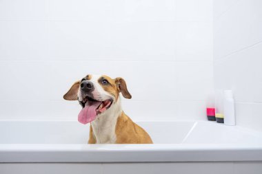 Komik şirin köpek banyoda eğleniyor. Evde evcil hayvanlara bakmak: Eğitimli itaatkar personel teriyeri beyaz bir küvette oturur