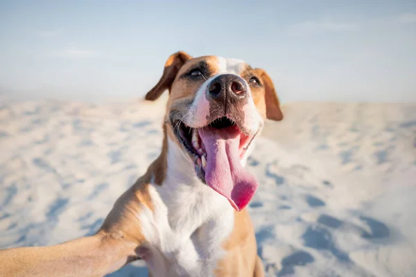 Šťastný Usměvavý Pes Který Dělá Autoportrét Pláži Portrét Roztomilého Staffordshire — Stock fotografie