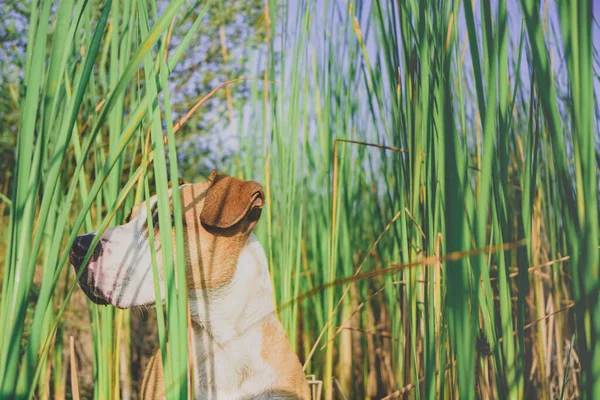 Dog in tall green grass, hidden eyes. Funny dog pretends to hide behind grasses in beautiful summer nature, peek-a-boo concept