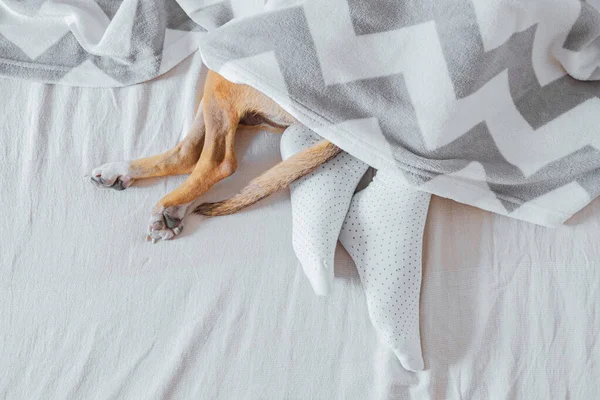 人和狗的腿从毯子里伸出来 睡懒觉的概念 宠物和人类在舒适干净的床上睡在一起 — 图库照片