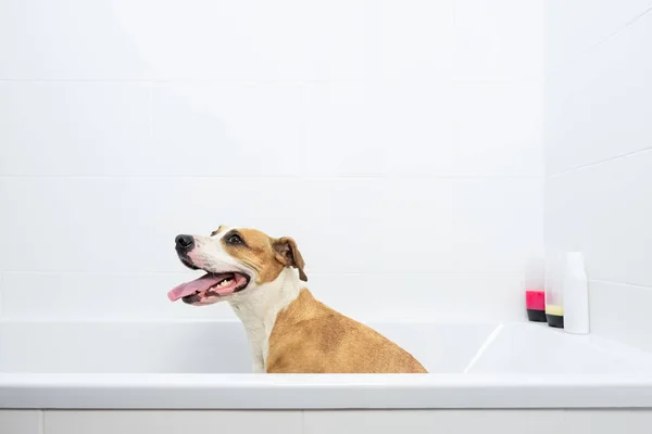 Cão Uma Banheira Interior Minimalista Cão Feliz Engraçado Senta Banheiro — Fotografia de Stock