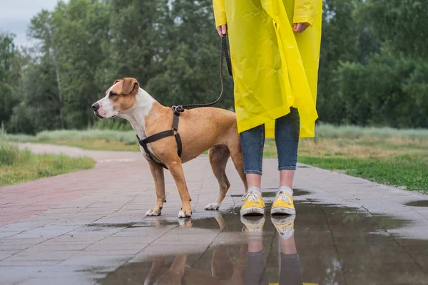 Paseando Perro Impermeable Amarillo Día Lluvioso Mujer Persona Staffordshire Terrier — Foto de Stock