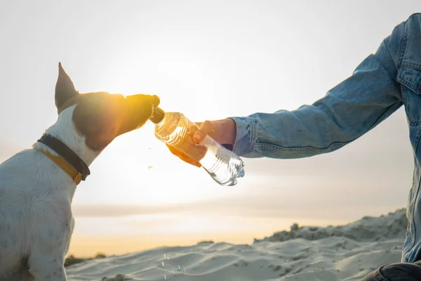 Rehydratace Žíznivého Psa Horkém Letním Dni Lidská Ruka Lahví Vody — Stock fotografie