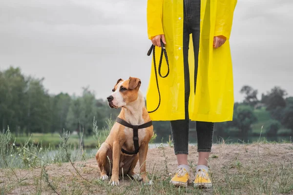 Wanita Dengan Jas Hujan Kuning Dan Sepatu Berjalan Anjing Dalam — Stok Foto