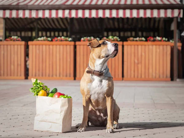 Vtipný Pes Sáček Potravinami Před Obchodem Nebo Místním Obchodem Roztomilé — Stock fotografie