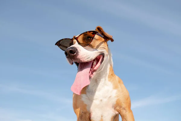 Vtipný Pes Portrétu Slunečních Brýlí Hrdina Zastřelen Roztomilý Staffordshire Teriér — Stock fotografie