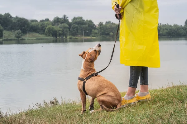 Woman Yellow Raincoat Shoes Walks Dog Rain Urban Park Lake — Stock Photo, Image