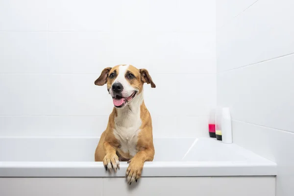 Roztomilý Pes Pózující Vaně Čekající Umyje Koncept Domácích Mazlíčků Koupání — Stock fotografie