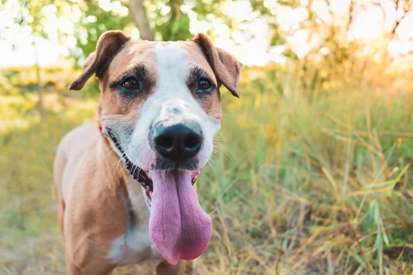 Perro Feliz Naturaleza Retrato Helathy Lindo Staffordshire Terrier Con Lengua — Foto de Stock