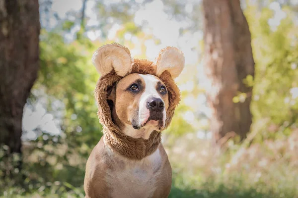 Funny Dog Portrait Bear Hat Photographed Outdoors Cute Staffordshire Terrier — Stock Photo, Image