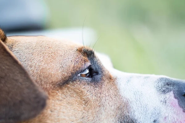 Close-up portrait of a dog, side-view shot. Macro view of a dog's eye outdoors in natural conditions, shallow depth of field