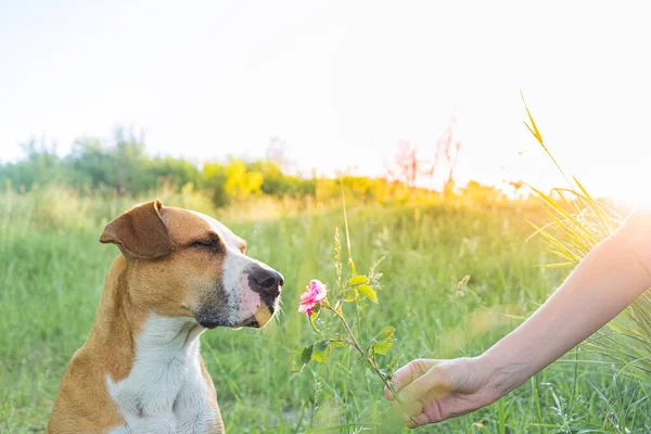 Cão Com Olhos Fechados Gosta Cheirar Uma Flor Campo Humano — Fotografia de Stock