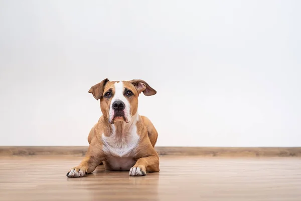 Portrét Roztomilého Mladého Psa Uvnitř Staffordshire Teriér Štěně Bandaně Prázdném — Stock fotografie