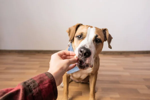 Trained Intelligent Dog Taking Food Human Owner Gives Treat Staffordshire — Stock Photo, Image