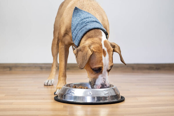 Dog eating food from its bowl indoors. Cute young staffordshire terrier having meal in minimalistic house background