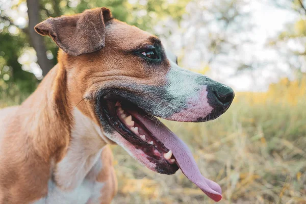 Šťastný Pes Přírodě Portrét Helathy Roztomilý Staffordshire Teriér Vyplazeným Jazykem — Stock fotografie