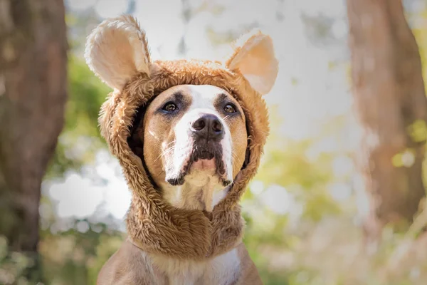 Beautiful Dog Portrait Bear Hat Photographed Outdoors Cute Staffordshire Terrier — Stock Photo, Image