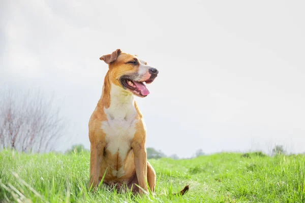 春の畑で幸せな健康な犬 美しい緑の芝生の上に座っている手頃な価格のシャーテリアの肖像画 — ストック写真