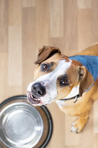Anak Anjing Lapar Duduk Lantai Dekat Mangkuk Makanan Kosong Dan — Stok Foto